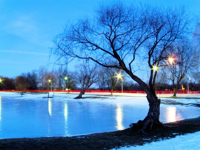 1 29 10 night tree.jpg (1 MB)